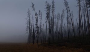 Превью обои деревья, ветки, поле, лес, туман, темный, природа