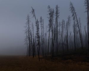 Превью обои деревья, ветки, поле, лес, туман, темный, природа