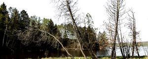 Превью обои деревья, ветки, река, отражение