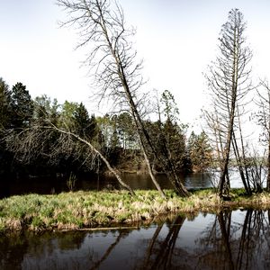 Превью обои деревья, ветки, река, отражение