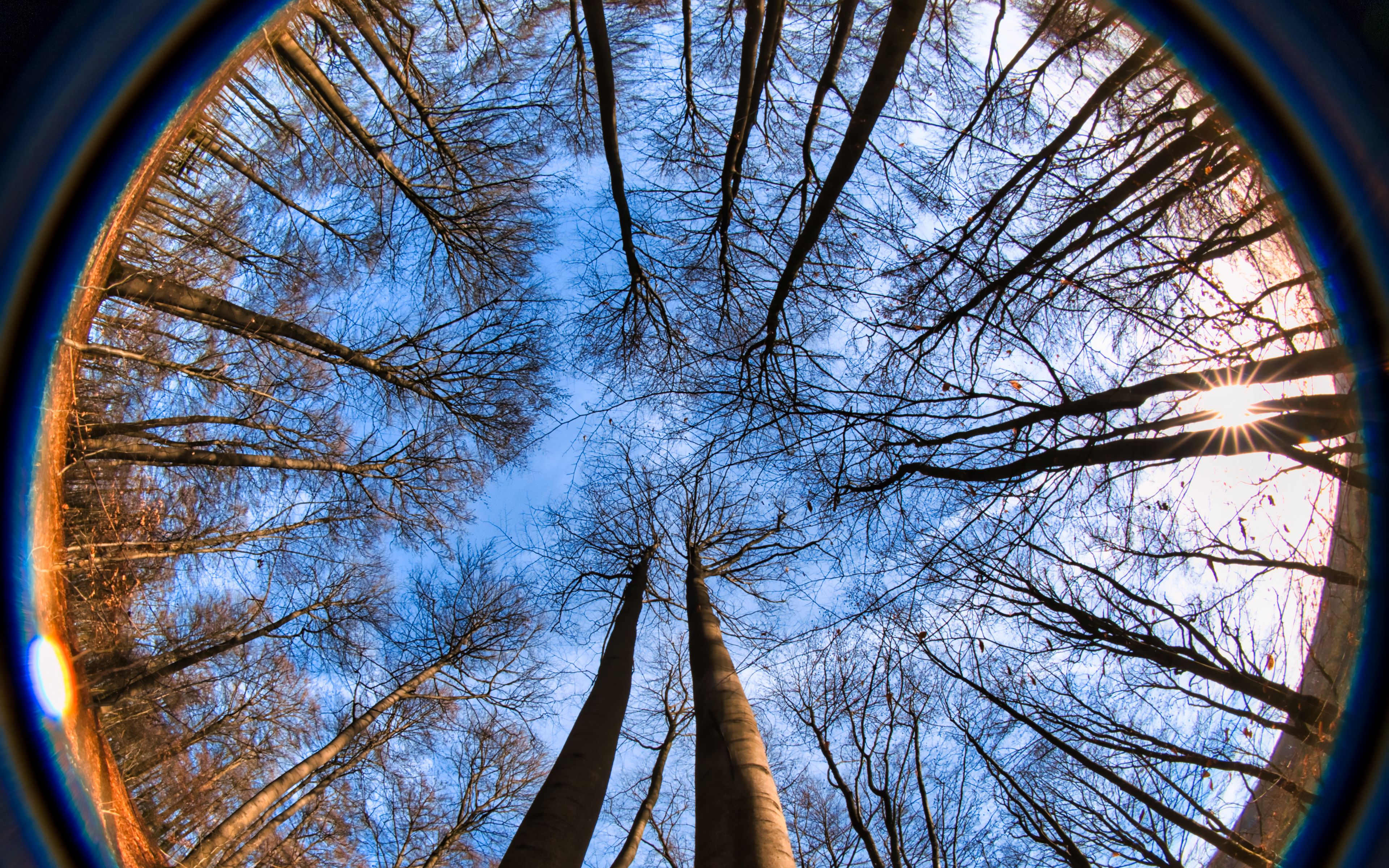 Природное зрение. Ветки рыбий глаз. Зима деревья Fisheye. Природа аллея рыбий глаз. Эффект рыбий глаз рисунок.