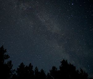 Превью обои деревья, ветки, силуэты, ночь, звездное небо
