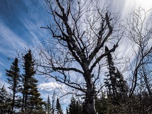 Превью обои деревья, ветки, сухой, корни, небо