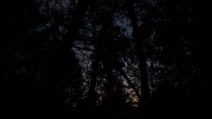 Превью обои деревья, ветки, темный, ночь, мрачный