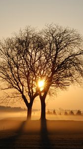 Превью обои деревья, ветки, туман, лучи, солнце, закат