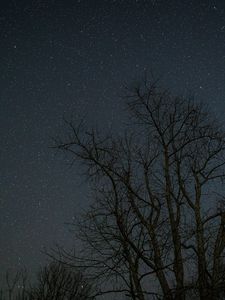 Превью обои деревья, ветки, звезды, ночь, темный