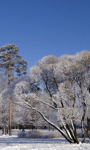 Превью обои деревья, ветви, раскидистые, зима, снег, небо, ясно