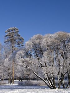 Превью обои деревья, ветви, раскидистые, зима, снег, небо, ясно