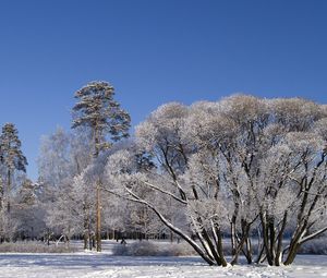 Превью обои деревья, ветви, раскидистые, зима, снег, небо, ясно