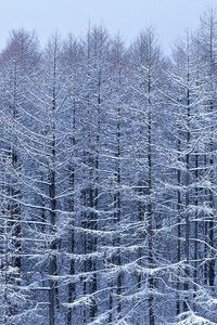 Превью обои деревья, ветви, снег