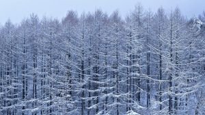 Превью обои деревья, ветви, снег