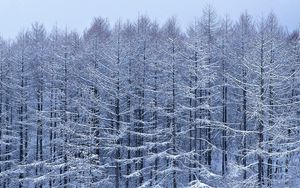 Превью обои деревья, ветви, снег