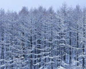 Превью обои деревья, ветви, снег