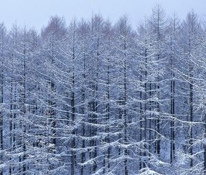 Превью обои деревья, ветви, снег