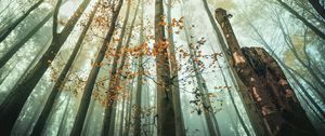 Превью обои деревья, вид снизу, лес, природа, пейзаж