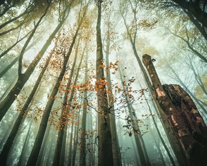 Превью обои деревья, вид снизу, лес, природа, пейзаж