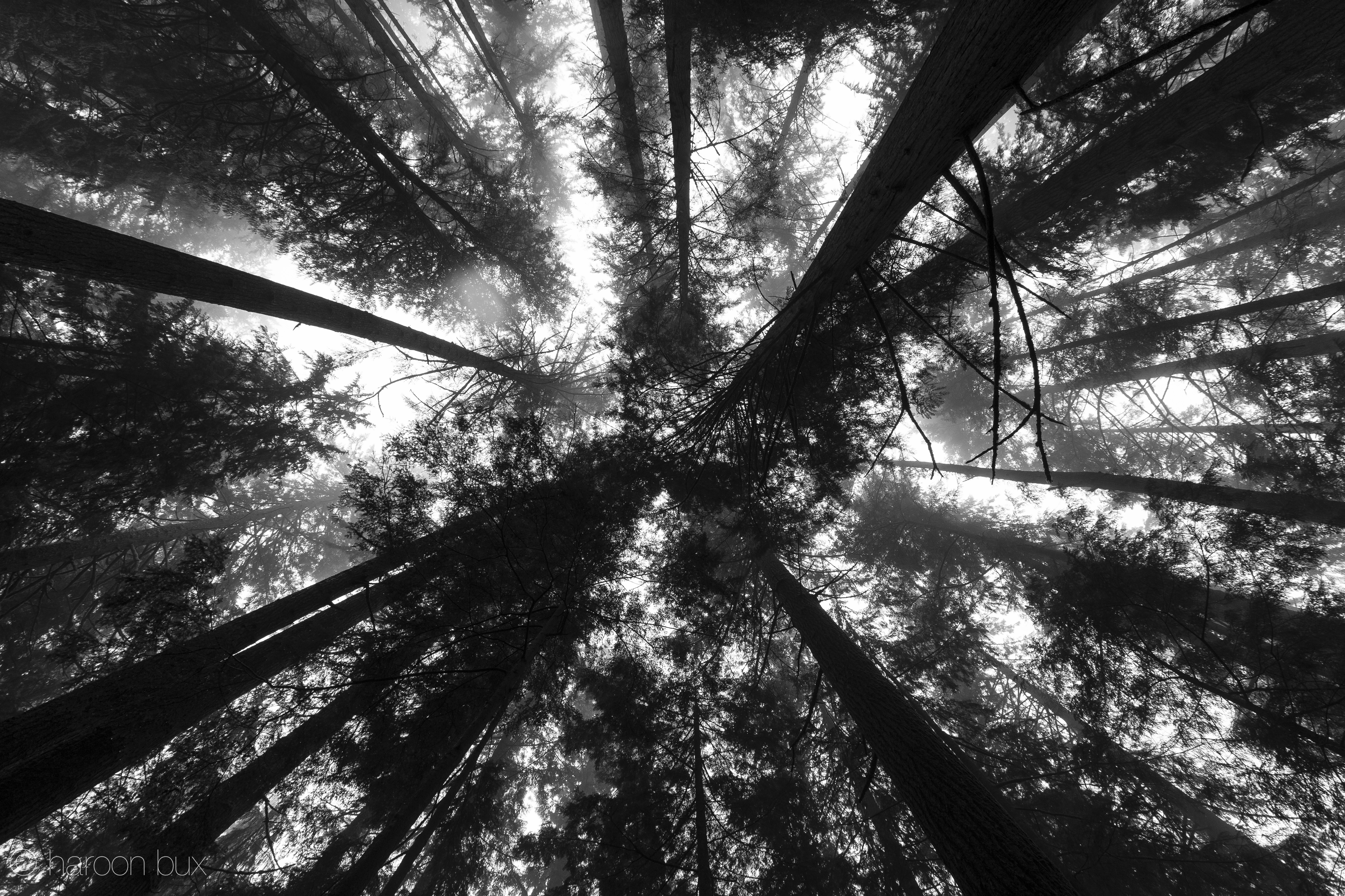 Лес черно белая картинка