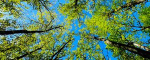 Превью обои деревья, вид снизу, лето
