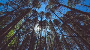 Превью обои деревья, вид снизу, небо