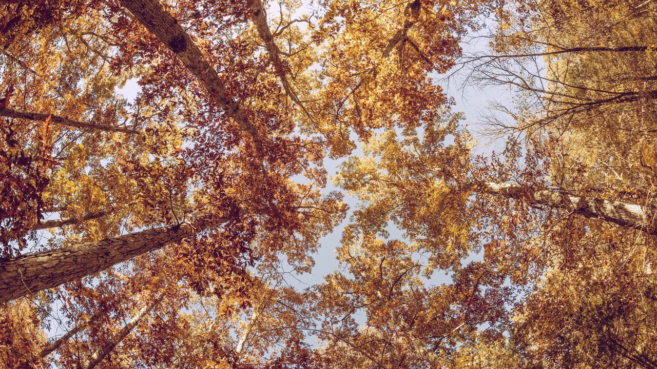 Обои деревья, вид снизу, осень