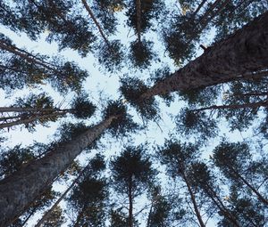 Превью обои деревья, вид снизу, стволы, ветви