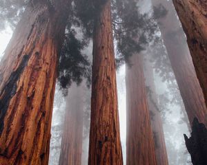 Превью обои деревья, вид снизу, туман, стволы, кора, лес
