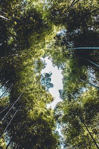 Превью обои деревья, вид снизу, ветки, небо, зеленый, листья