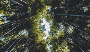 Превью обои деревья, вид снизу, ветки, небо, зеленый, листья