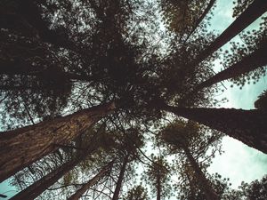 Превью обои деревья, вид снизу, ветки, стволы, небо, облака