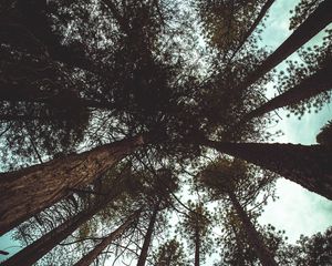 Превью обои деревья, вид снизу, ветки, стволы, небо, облака