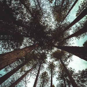 Превью обои деревья, вид снизу, ветки, стволы, небо, облака