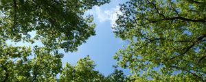 Превью обои деревья, вид снизу, ветки, небо, зеленый, голубой