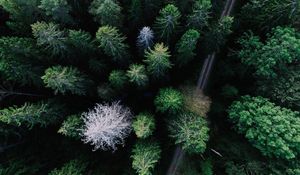 Превью обои деревья, вид сверху, дорога