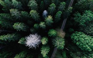 Превью обои деревья, вид сверху, дорога