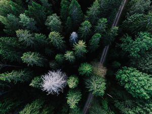 Превью обои деревья, вид сверху, дорога