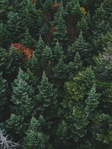 Превью обои деревья, вид сверху, лес