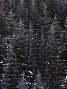 Превью обои деревья, вид сверху, лес