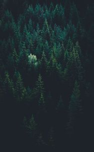 Превью обои деревья, вид сверху, лес, темный