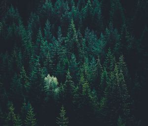Превью обои деревья, вид сверху, лес, темный