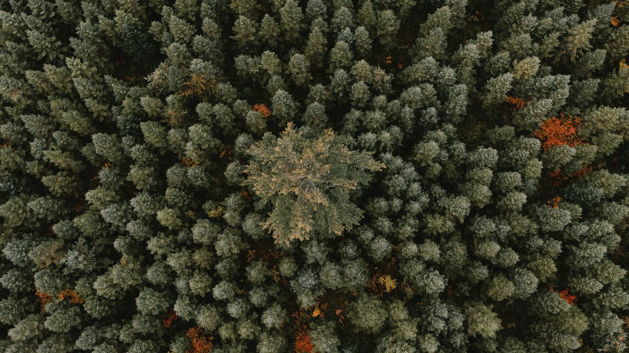 Обои деревья, вид сверху, лес, орнамент, зеленый