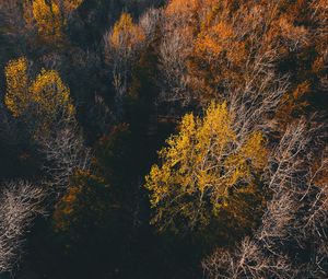 Превью обои деревья, вид сверху, осень