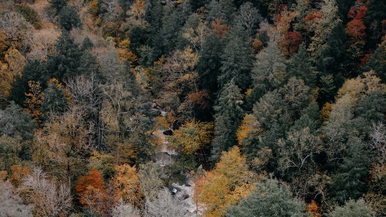Обои деревья, вид сверху, осень, краски осени, верхушки