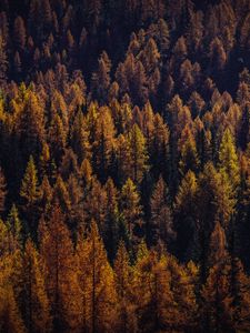 Превью обои деревья, вид сверху, осень, тени, лес