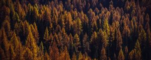 Превью обои деревья, вид сверху, осень, тени, лес