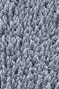Превью обои деревья, вид сверху, снег, заснеженный