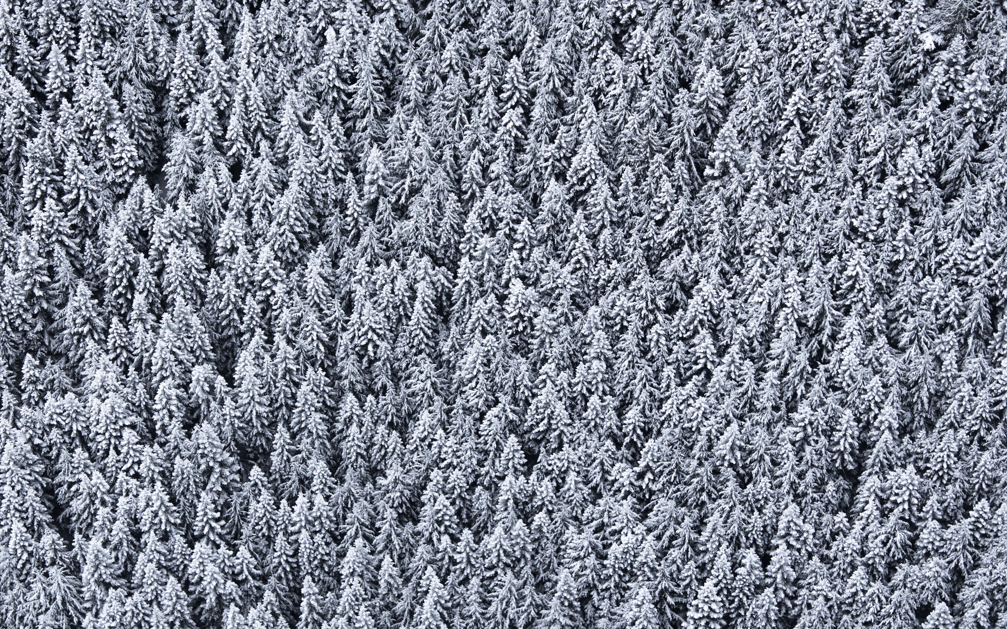 Елки лес вид сверху зима