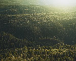 Превью обои деревья, вид сверху, свет