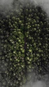 Превью обои деревья, вид сверху, туман, лес