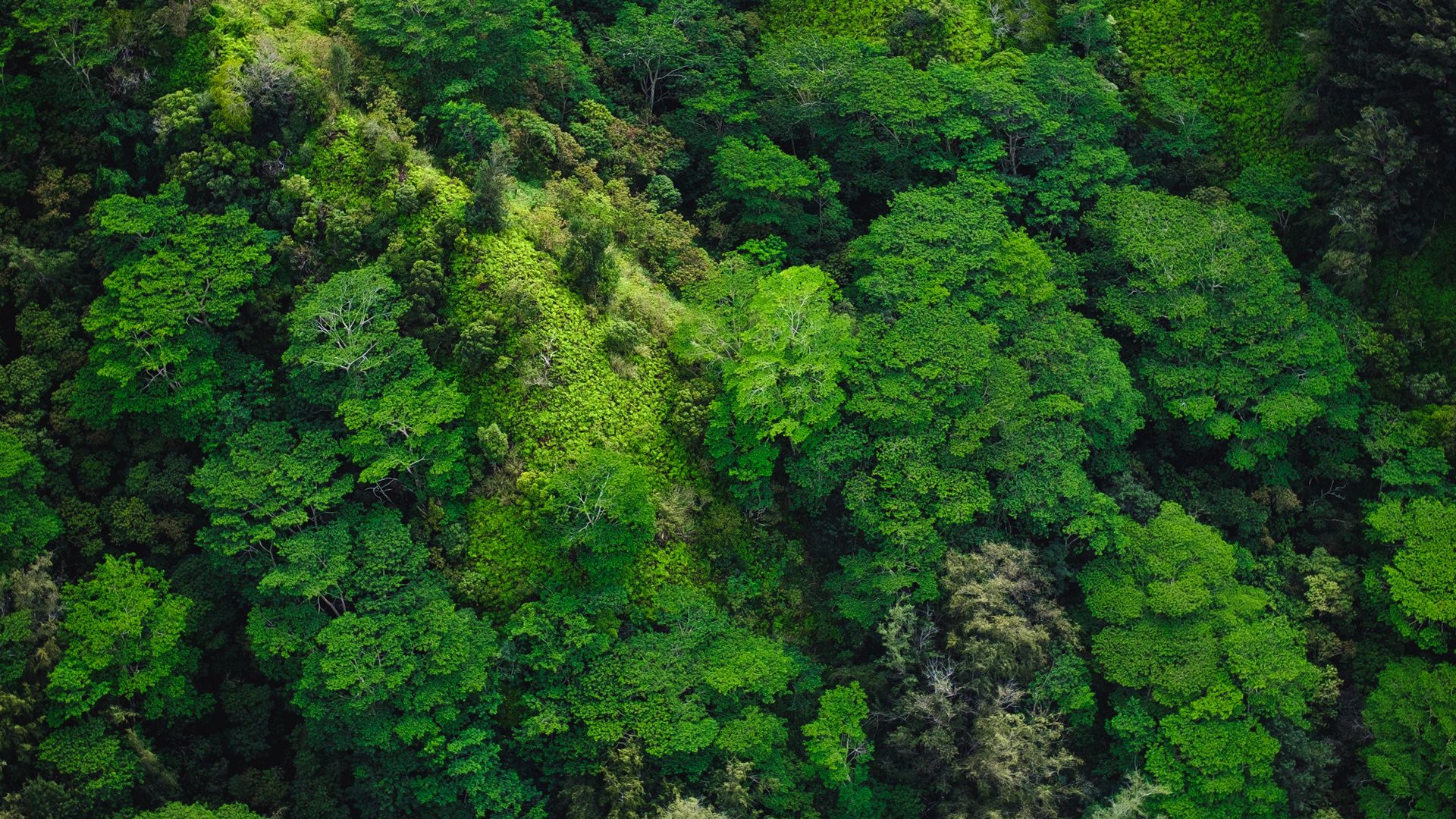 Тропические леса вид сверху