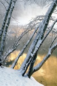 Превью обои деревья, вода, река, снег, берег, наклон